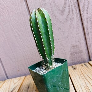 Op de afbeelding: Een groene cactusplant met witte stekels die groeit in een groene plastic pot. De cactus is lang en slank met een puntige top.