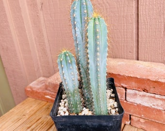 Blue Torch Cactus 3 columns. Pilocereus azureus - live, well rooted in 6” pot. Also known as Brazilian Blue. Shipped as 1 multi-column plant