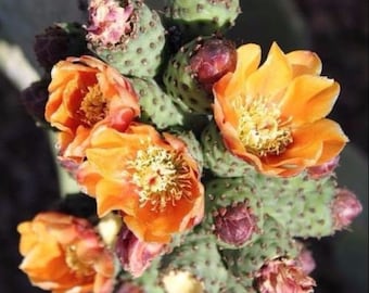 Opuntia ficus indica prickly pear cactus pad cutting. AKA Spineless / Indian / Barbary Fig prickly pear.   Planting instruction included.