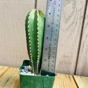 Op de afbeelding: Een groene cactusplant met witte stekels die groeit in een groene plastic pot. De cactus is ongeveer 15 cm hoog. Een liniaal staat naast de plant om de grootte te laten zien.