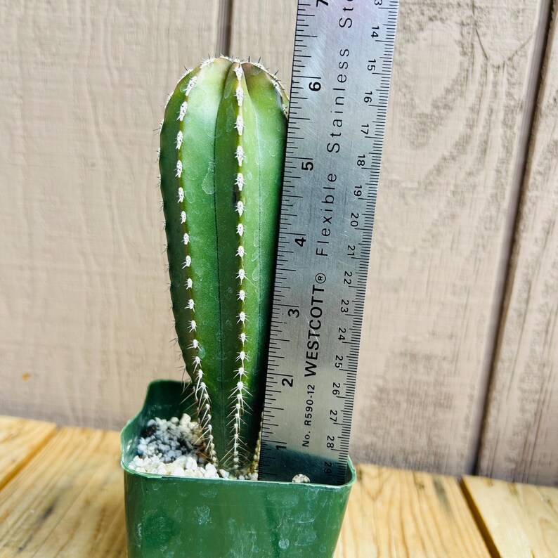 Op de afbeelding: Een groene cactusplant met witte stekels die groeit in een groene plastic pot. De cactus is ongeveer 15 cm hoog. Een liniaal staat naast de plant om de grootte te laten zien.