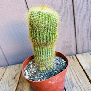 May include: A green cactus with long, thin spines in a brown plastic pot. The cactus is surrounded by brown soil and small white rocks.