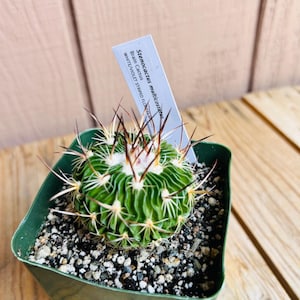 May include: A Stenocactus multicostatus brain cactus with deep green, wavy ribs and sharp, radiating spines. The plant is potted in a square green plastic container filled with dark, coarse soil and includes a white plant tag with black text.