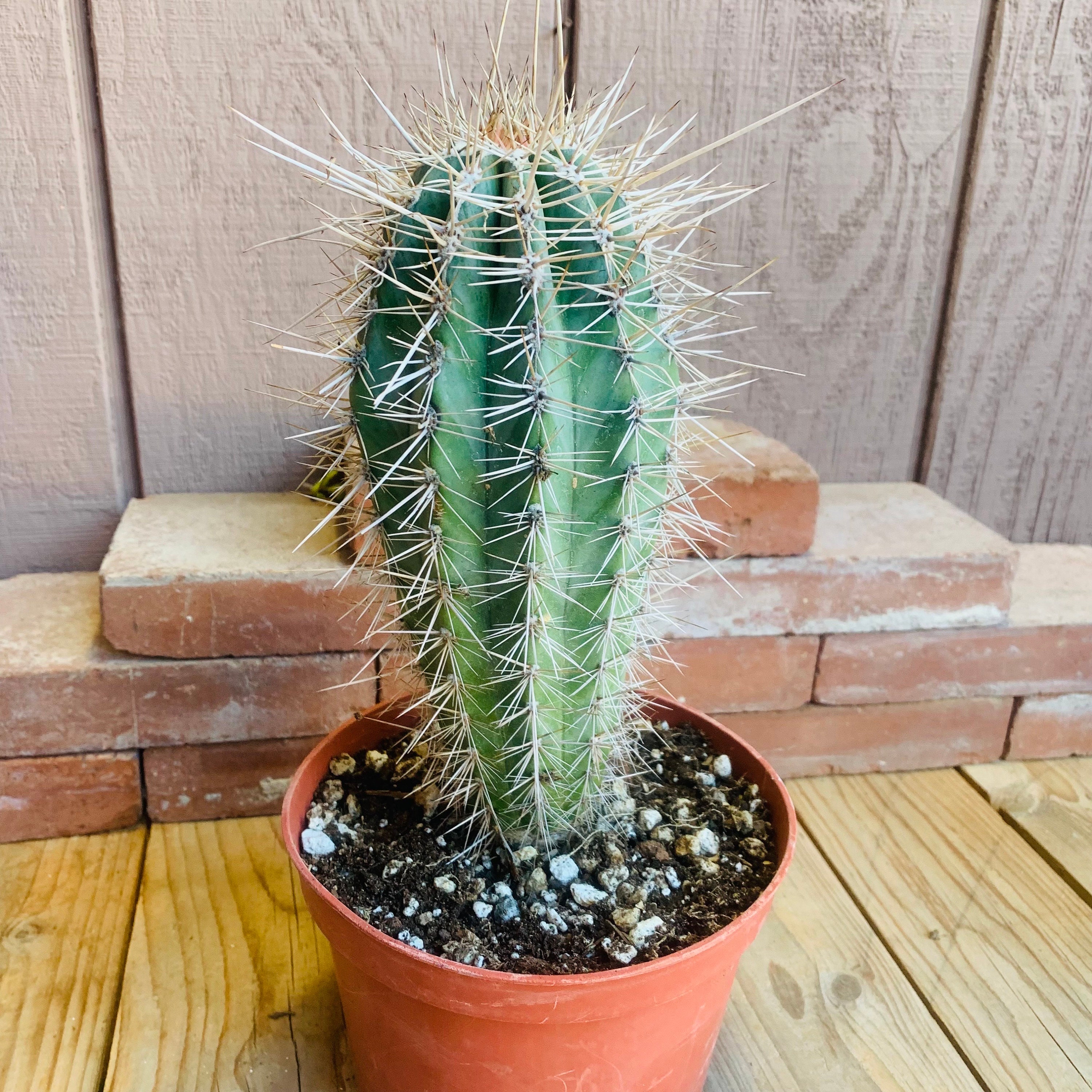 Cardon - False Saguaro, Mexican Giant Elephant Cactus. Pachycereus