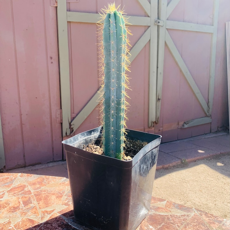 Blue Torch Cactus - Thumbnail 3