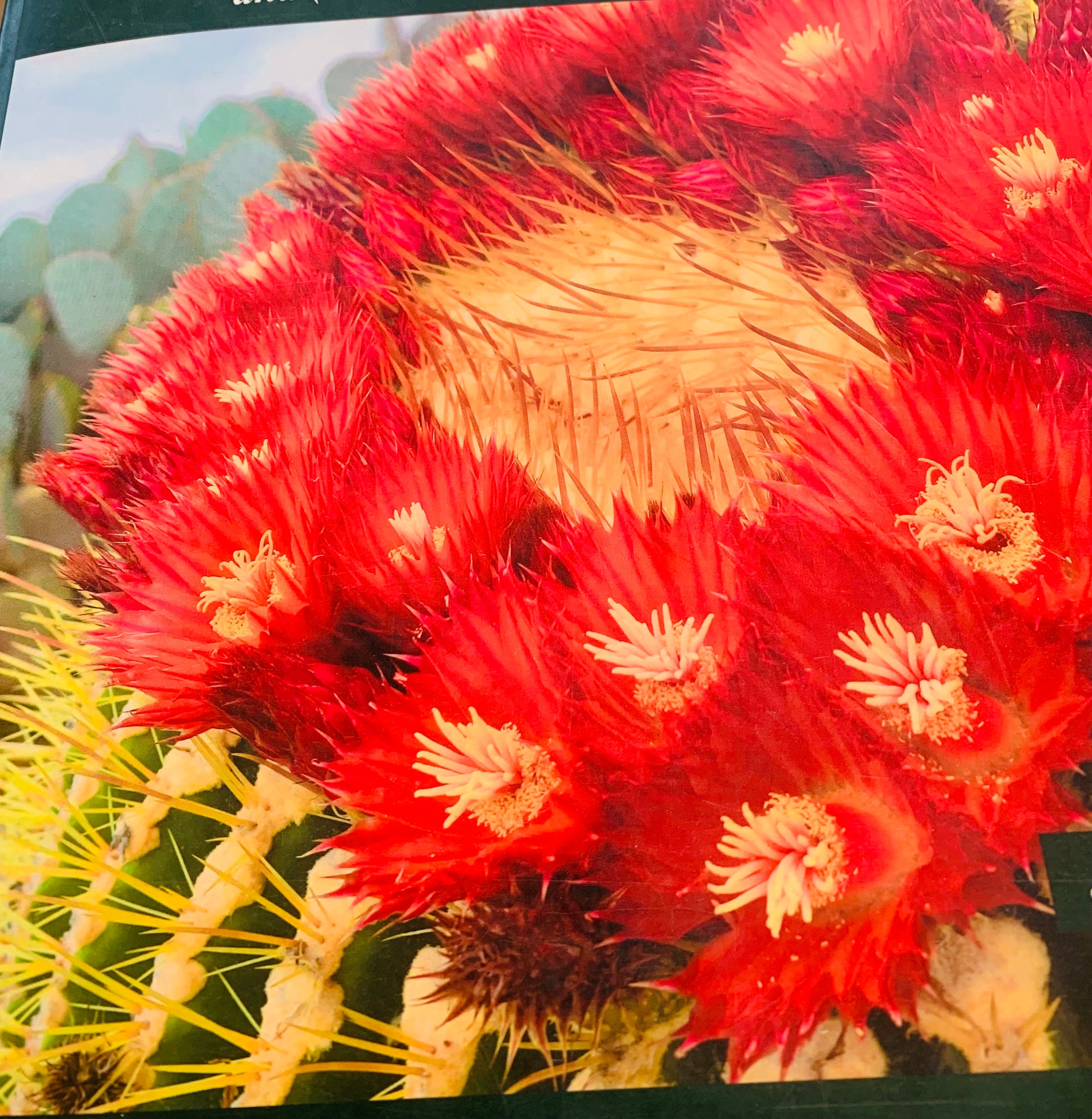 Red Flowering Golden Barrel Cactus. Rare Echinocactus Ferocactus Hybrid  With Beautiful Rojo Blooms! Planting Instructions Included. - Etsy
