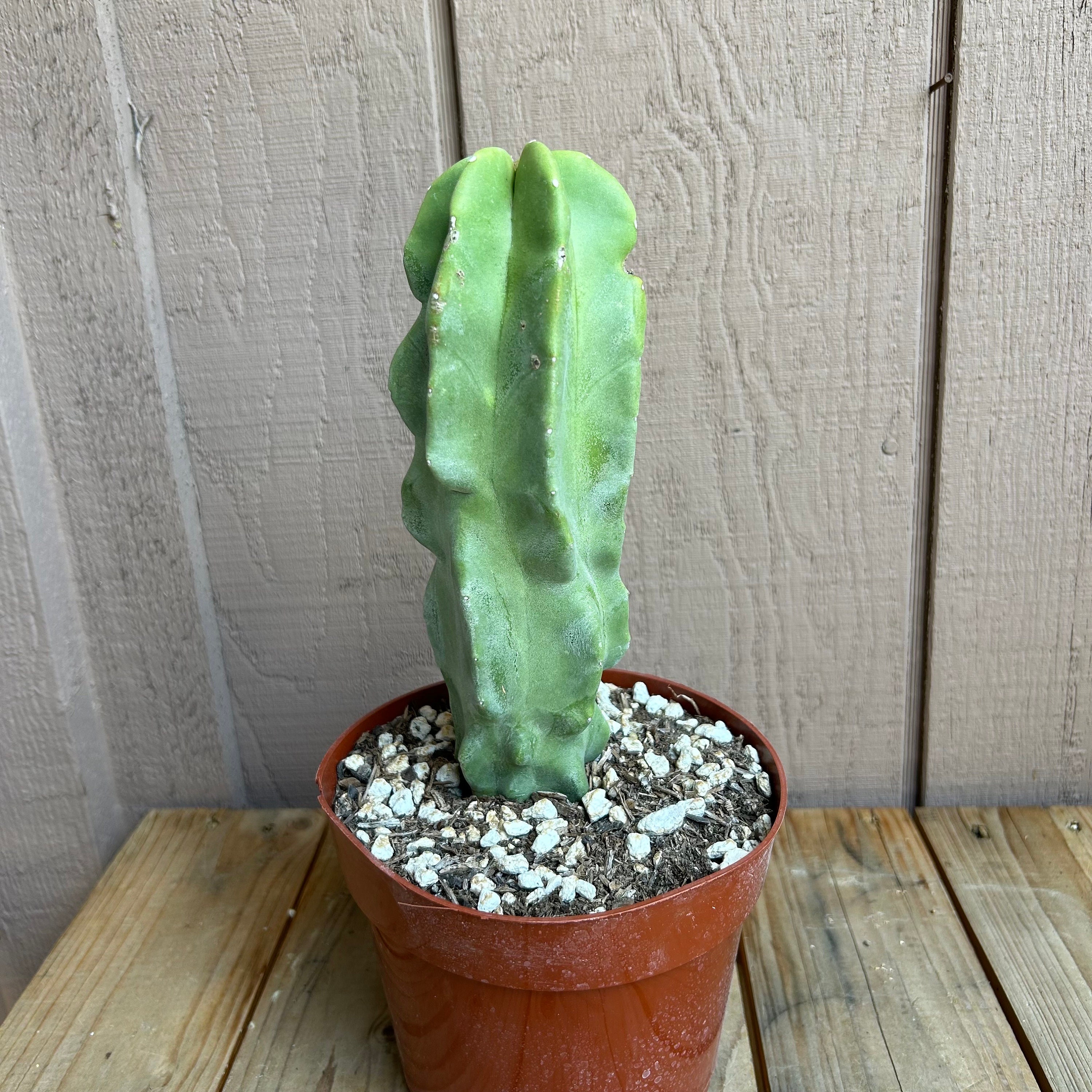 Totem Pole Cactus - Lophocereus Schottii 'monstrosus'. Rooted 8