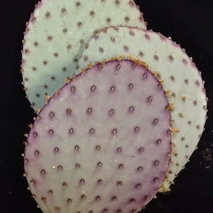 Opuntia violaceae prickly pear cactus cutting. Common name Purple / Santa Rita Prickly Pear Cactus. Planting instructions included. image 2