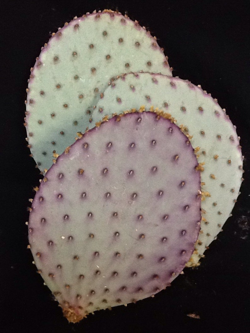 Opuntia violaceae prickly pear cactus cutting. Common name Purple / Santa Rita Prickly Pear Cactus. Planting instructions included. image 2