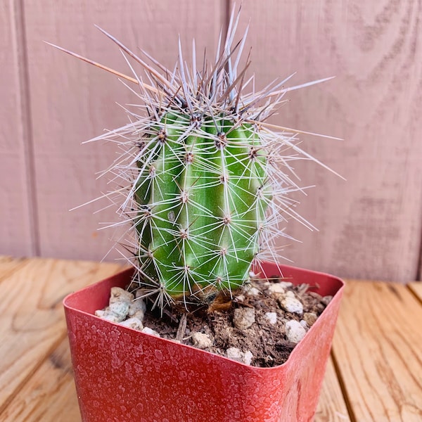 Live, rooted Saguaro cactus!  Carnegiea gigantia.  Seed grown - 3” in height!  Beautiful Giant Sahuaro!