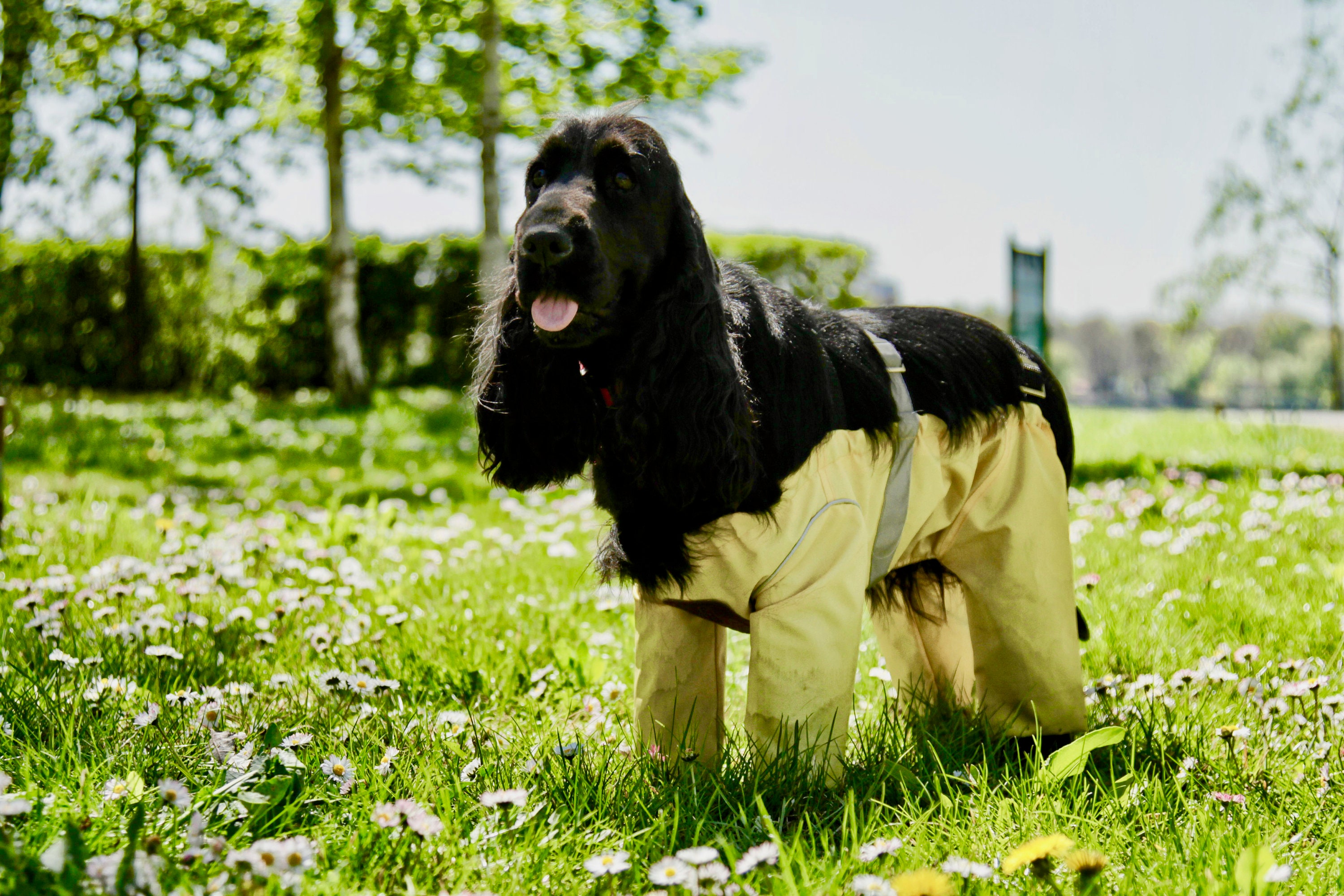Trouser Suit Waterproof Dog Rain Coat Onesie Green 14 inch   Amazoncouk Pet Supplies