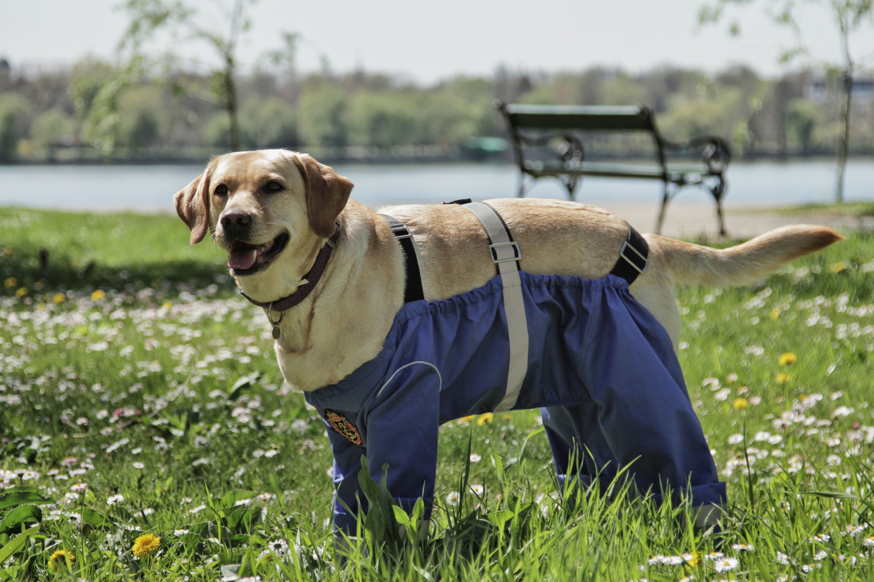 Dog Coat with Legs  Nylon Trouser Suit  Lightweight  DryDogs