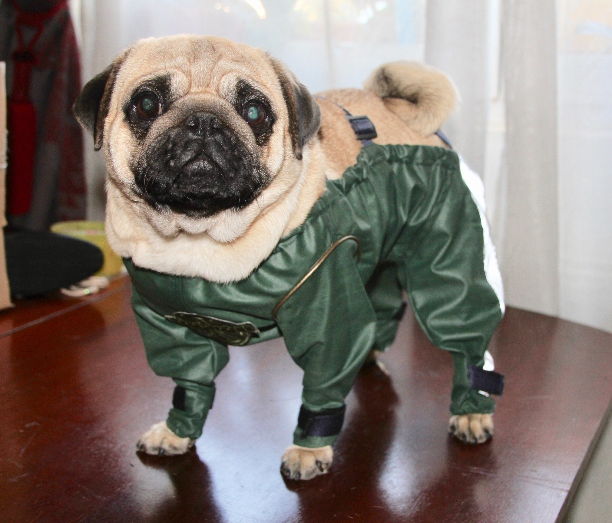 dog trouser suit