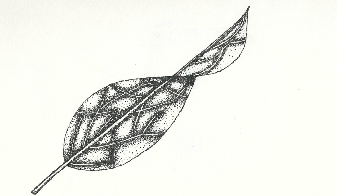 Leaf ink drawing print Etsy