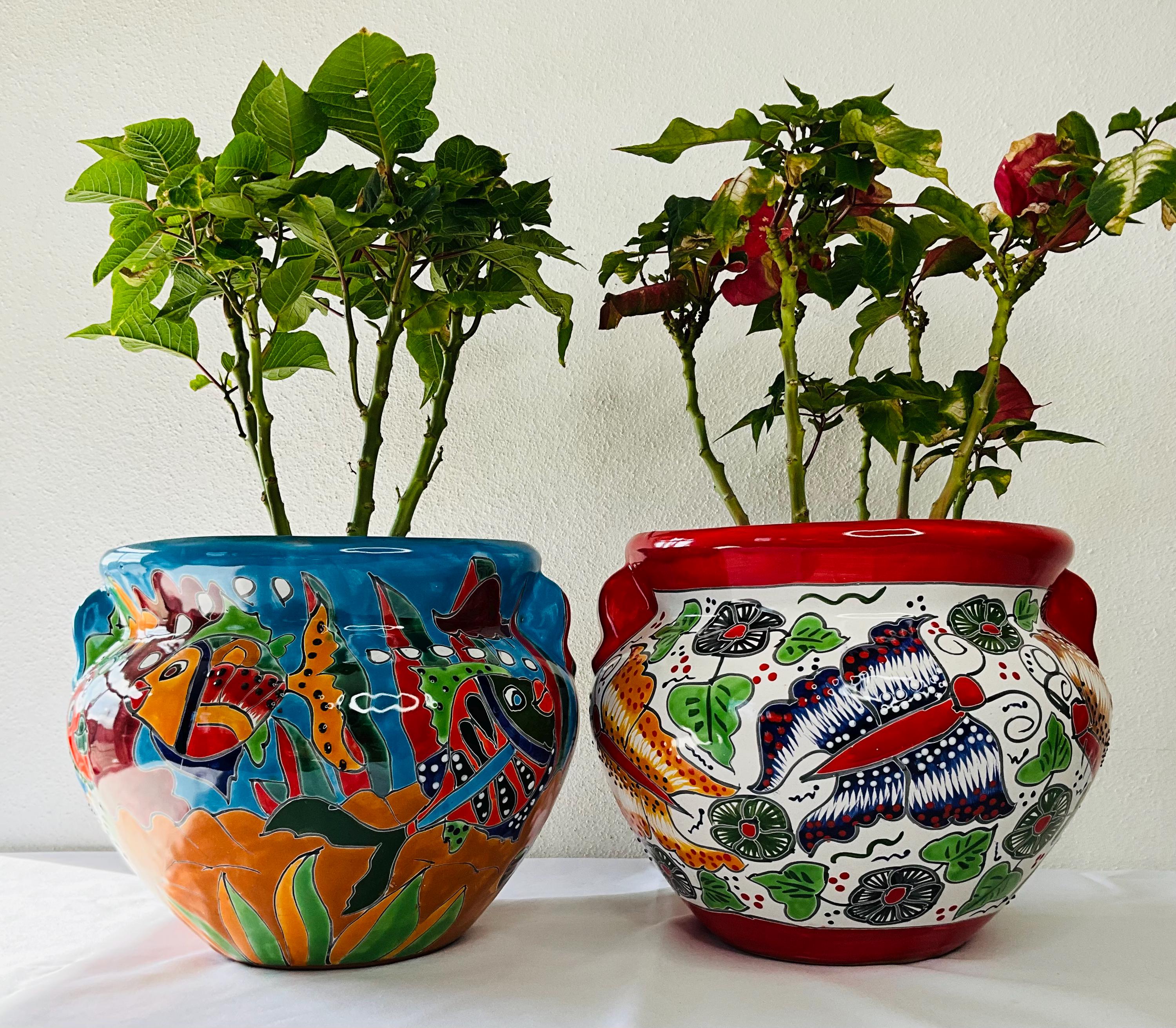 buy potted plants online The Pet-Friendly Bundle Houseplants