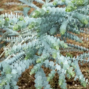 May include: A eucalyptus plant featuring numerous stems covered in small, round, silver-green leaves. The foliage is densely packed along the branches, displaying a matte texture and a cool, muted color palette throughout the entire plant structure.