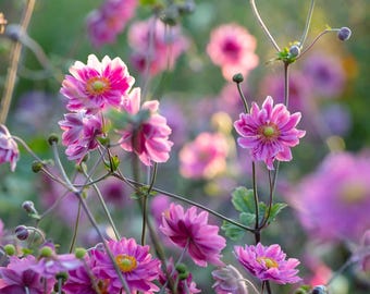 Japanese Anemone ‘Fall in Love Sweetly’ Large Established Plants