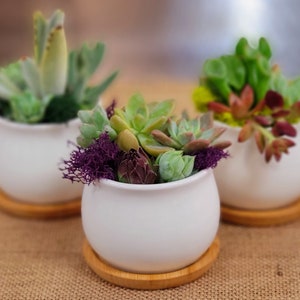 May include: Three white ceramic pots with different varieties of succulents. The pots are on a brown burlap surface.