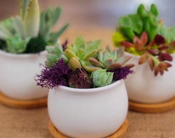 Live Succulent Gardens (set of 3) White Pots with Wood Saucers, party favors, bridal shower, birthday, home, coworker, teacher