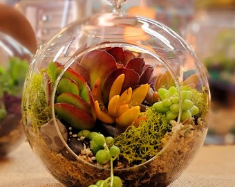 May include: A glass terrarium with a variety of succulents, including red, green, and yellow varieties. The terrarium is filled with moss and small stones.