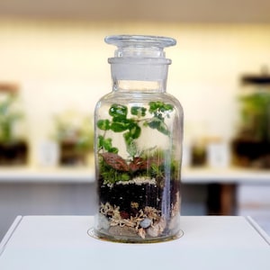 Small live DIY Terrarium Kit by Boomdyada, Self-sustaining sealed Mini Ecosystem for homeschooling, team building, or unique nature gift box