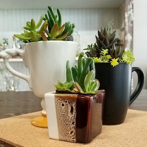 May include: Three succulent plants in different ceramic pots. The plants are in a variety of colors, including green, brown, and black. The pots are all unique and have different shapes and sizes.