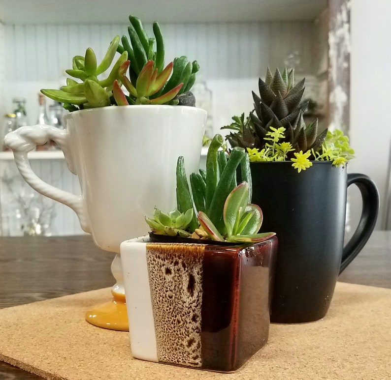 May include: Three succulent plants in different ceramic pots. The plants are in a variety of colors, including green, brown, and black. The pots are all unique and have different shapes and sizes.