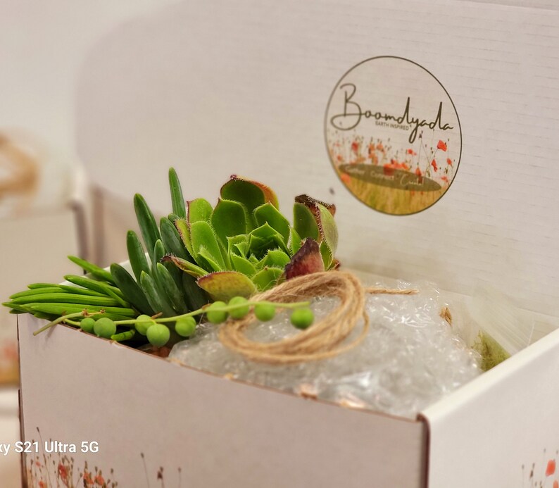 May include: A white box with a green succulent plant inside. The box has a brown twine bow and a sticker that says "Boomdyada Earth Inspired".
