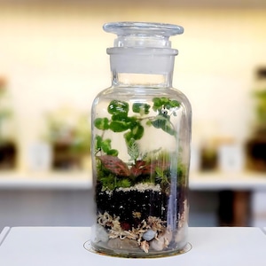 Large live DIY Terrarium Kit by Boomdyada, Self-sustaining sealed Mini Ecosystem for homeschooling, team building, or unique nature gift box