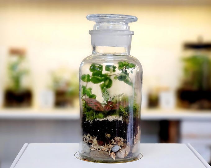 Large live DIY Terrarium Kit by Boomdyada, Self-sustaining sealed Mini Ecosystem for homeschooling, team building, or unique nature gift box