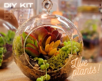 Deluxe DIY Terrarium Kit with crystal geode, Live Succulent Plant kit, 6" Glass Globe Terrarium with live plants, Team Building, Unique Gift