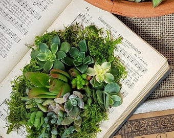 DELUXE Succulent DIY terrarium kit for Succulent arrangement in a book, live plant craft, nature lover gift, tools included, free shipping