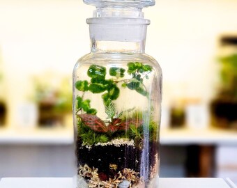 DIY Terrarium Kit with plants by Boomdyada, Self sustaining sealed Mini Ecosystem for homeschooling, team building or unique nature gift box