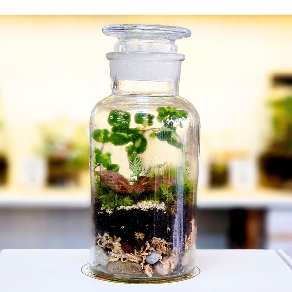 DIY Terrarium Kit with plants by Boomdyada, Self sustaining sealed Mini Ecosystem for homeschooling, team building or unique nature gift box