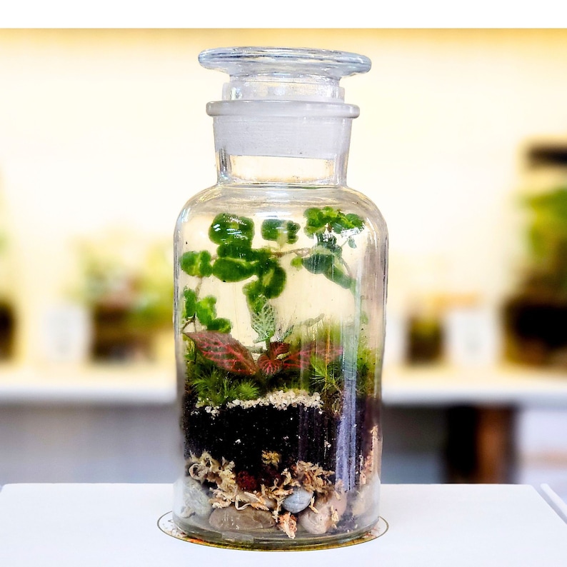 DIY Terrarium Kit with plants by Boomdyada, Self sustaining sealed Mini Ecosystem for homeschooling, team building or unique nature gift box image 1