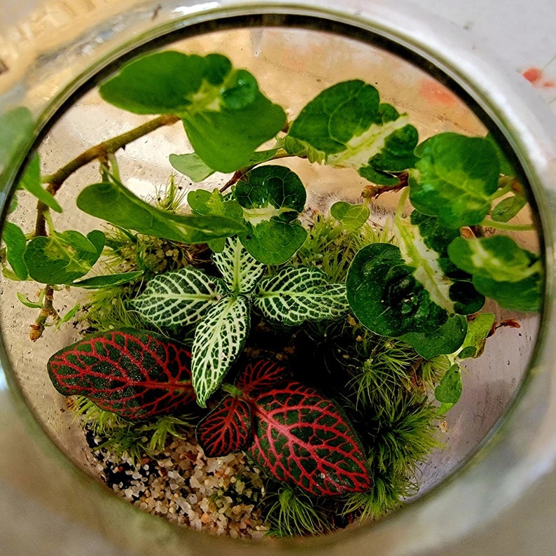 DIY Terrarium Kit with plants by Boomdyada, Self sustaining sealed Mini Ecosystem for homeschooling, team building or unique nature gift box image 8