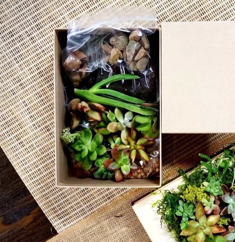 DELUXE Succulent DIY terrarium kit