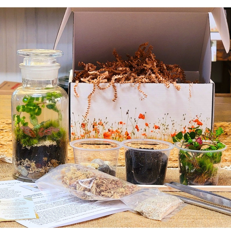 DIY Terrarium Kit with plants by Boomdyada, Self sustaining sealed Mini Ecosystem for homeschooling, team building or unique nature gift box image 2