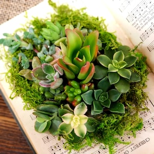 DIY Succulent Terrarium Kit, Plant Kit for Succulent Arrangements in Books or Cups, live plants included. image 2