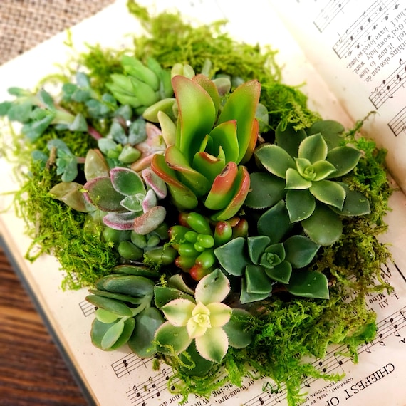 COMPLETE DIY Succulent Terrarium Kit, Book Included, Plant Kit With Live  Plants for Crafting a Succulent Arrangement in a Book, - Etsy