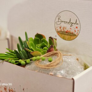 COMPLETE DIY Succulent terrarium kit, book included, plant kit with live plants for crafting a succulent arrangement in a book, bild 5