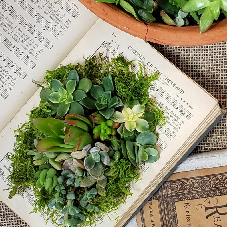 May include: A vintage book with music sheet pages is used as a planter for a variety of succulents and moss. The book is open and the pages are visible. The text on the page reads "Chiefest of Ten Thousand".