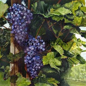 Arte del vigneto, biglietto per gli amanti del vino, biglietto con uva da vino, cartolina italiana, biglietti con uva, biglietti di auguri per il vino, regalo per l'arte degli amanti del vino