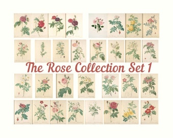 Vintage Rose Illustration Set, Floral Digital Kit (Digital Download)