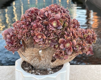 Aeonium Velour Crested Korean Succulent