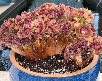 Aeonium Halloween Crested Korean Succulent