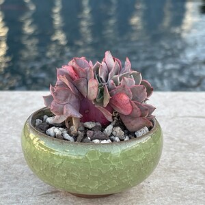 Echeveria Afterglow Crested Korean Succulent