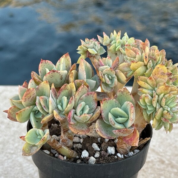 Echeveria Pastel Crested Korean Succulent