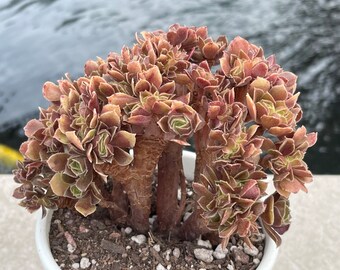 Aeonium Velour Crested Korean Succulent