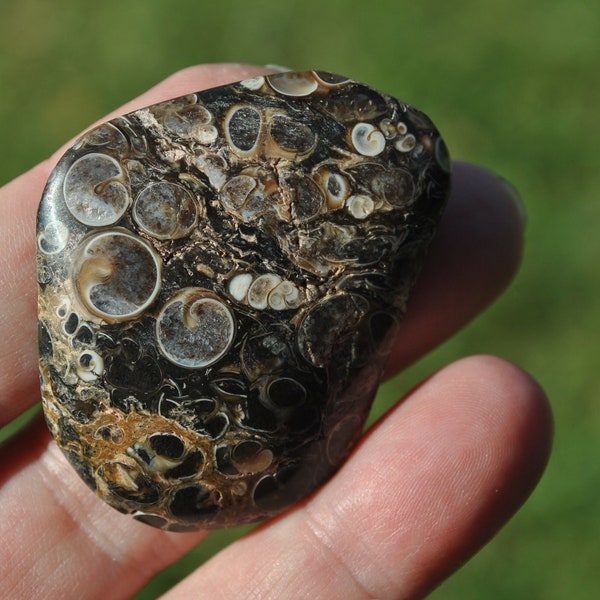 Handmade turritella fossil agate cabochon; handmade freeform cab; jewelry making supply; shell stone; elimia agate; stone for wire wrapping